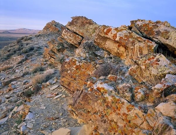 Wyoming. USA. Lichen on tilted rock. Great Divide Basin. Red Desert
