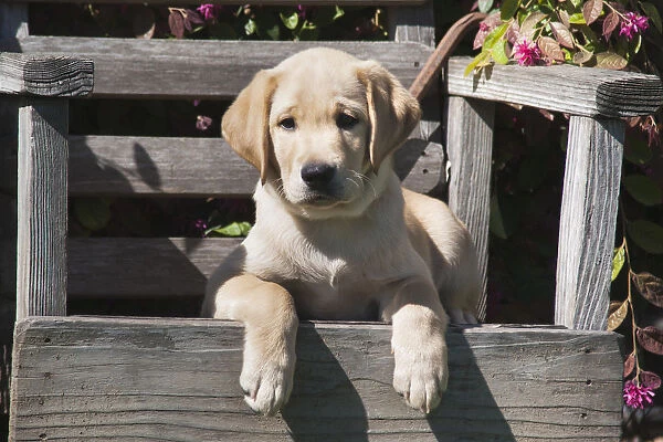 Yellow labrador puppy sitting on wooden chair (PR)