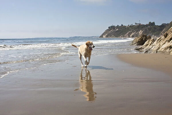 A Yellow Labrador Retriever reflecting in the sand and surf at Hendreys Beach