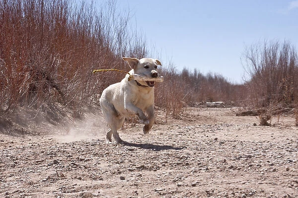 A Yellow Labrador Retriever running with a retrieving dummy in his mouth
