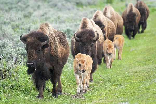 Yellowstone National Park. A group of bison cows with their calves move in a long line