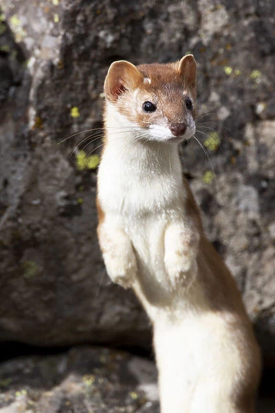 Yellowstone National Park, portrait of a long-tailed weasel