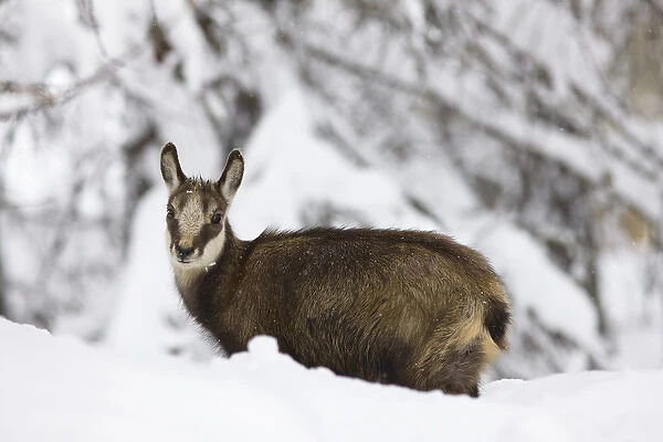 Young Chamois (Rupicapra rupicapra) in early winter in deep snow... Gran Paradiso National Park
