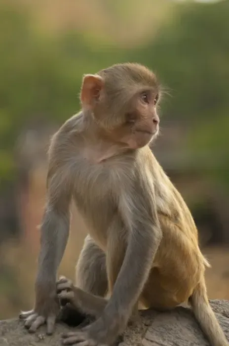 Framed Print : Young Rhesus monkey Print from Monkey Temple, Jaipur, Rajasthan, India Framed Print : Young Rhesus monkey Print from Monkey Temple, Jaipur, Rajasthan, India