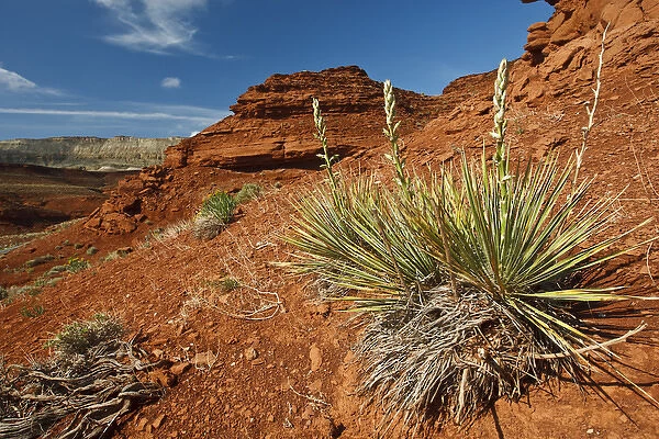 yucca on red soil in canyonlands on northern Wyoming, USA, June