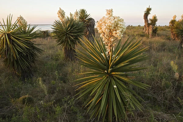 Yucca or Spanish Dagger (Yucca treculeana) in bloom, south Texas on the Laguna Madre (bay)