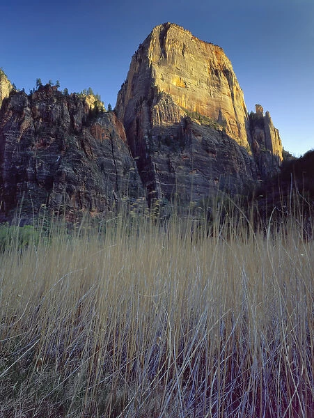 Zion National Park, Utah. USA. Great White Throne above grasses