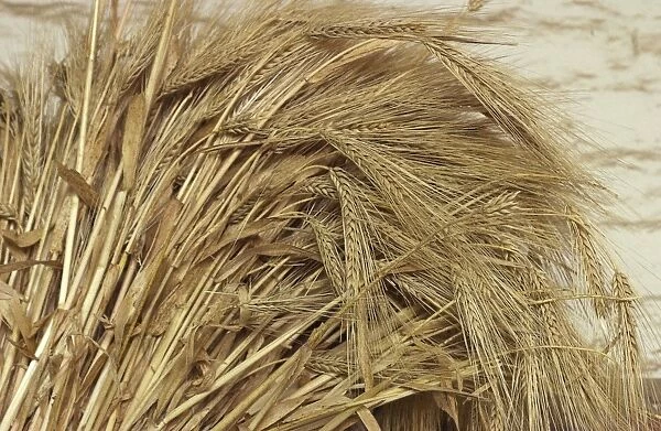Wheat. Ripe wheat displayed at Sutters Fort, Sacramento, California.. Digital photograph
