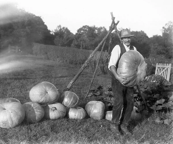 A pile of large pumpkins with grower