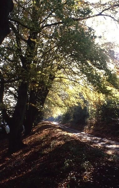 A quiet lane close to Finchdean, Hampshire
