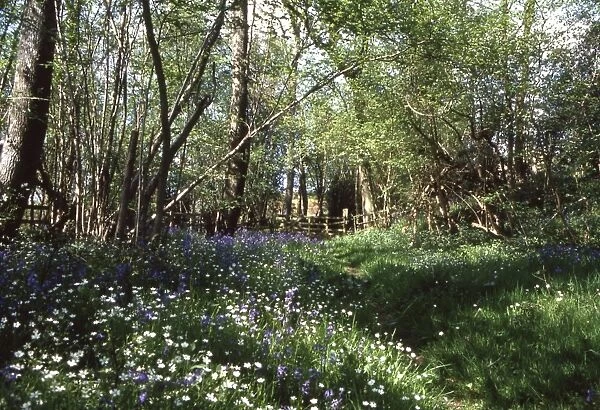Wood anemones and bluebells in a wood near Petworth