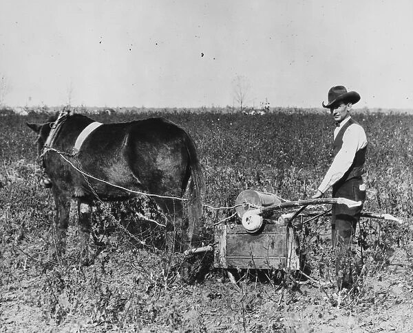 AMERICA: FARMING, c1920. A farmer in the American South using a traction duster