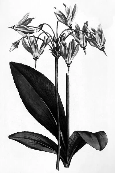 AMERICAN COWSLIP, 1787. American cowslip, or Meads Dodecatheon
