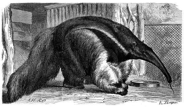 ANTEATER. An anteater in the Paris Zoo. Wood engraving, French, 1868