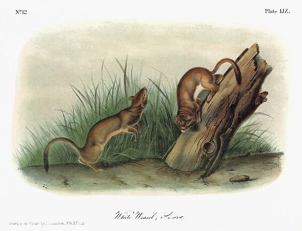 AUDUBON: ERMINE. Short-tailed weasel, also known as an ermine or stoat (Mustela erminea)