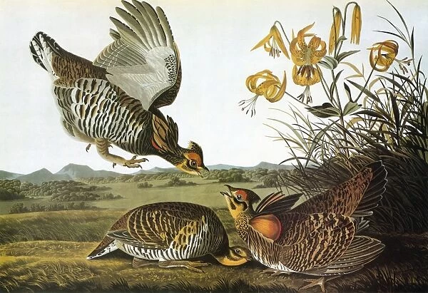 AUDUBON: GROUSE. Greater Prairie Chicken, or Pinnated Grouse (Tympanuchus cupido)