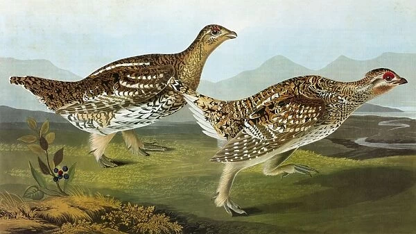 AUDUBON: GROUSE. Sharp-tailed Grouse (Tympanuchus phasianellus)