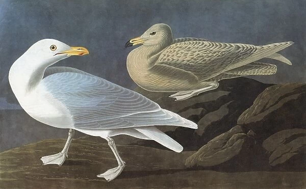 AUDUBON: GULL. Glaucous Gull (Larus hyperboreus)