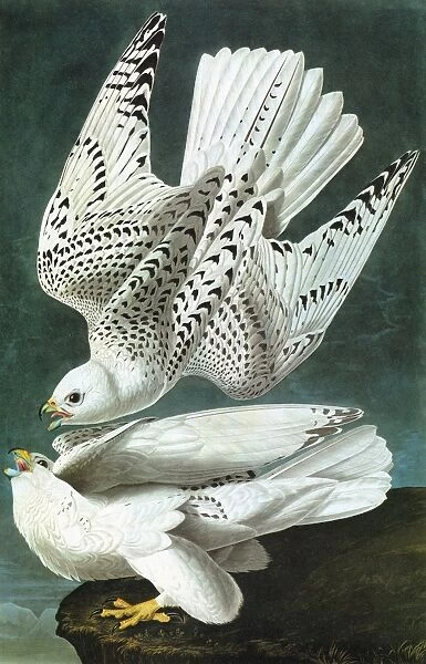 AUDUBON: GYRFALCON. Gyrfalcon (Falco rusticolus)