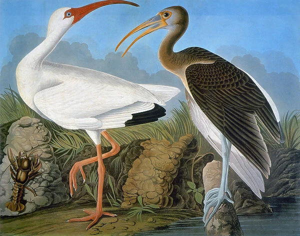 AUDUBON: IBIS. White ibis (Eudocimus albus), from John James Audubons The Birds of America, 1827-1838