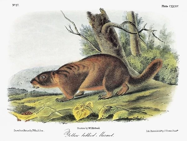AUDUBON: MARMOT. Yellow-bellied marmot (Marmota flaviventris). Lithograph, c1854