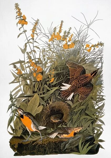 AUDUBON: MEADOWLARK. Eastern meadowlark (Sturnella magnus), from John James Audubons The Birds of America, 1827-1838