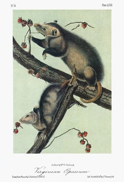 AUDUBON: OPOSSUM. Virginia opossum (Didelphis virginiana)