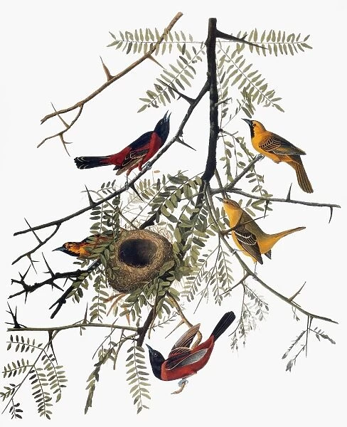 AUDUBON: ORIOLE. Orchard Oriole (Icterus spurius), from John James Audubons The Birds of America, 1827-1838