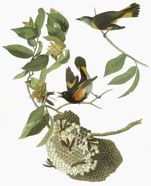 AUDUBON: REDSTART. American Redstart (Setophaga ruticilla)