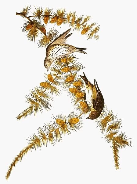 AUDUBON: SISKIN. Pine siskin (Carduelis pinus), from John James Audubons The Birds of America, 1827-1838