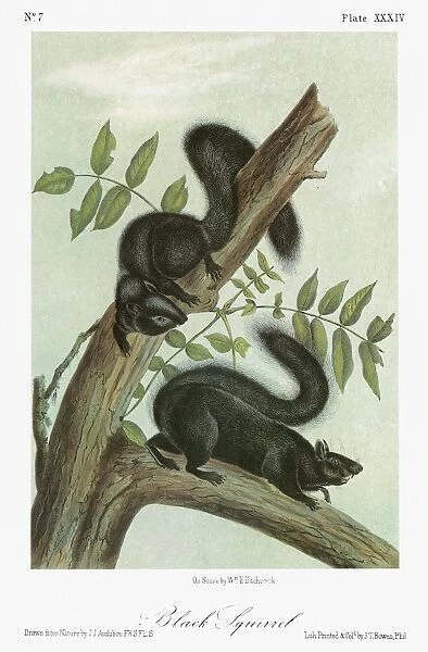 AUDUBON: SQUIRREL. Black squirrel, a color phase of the eastern gray squirrel