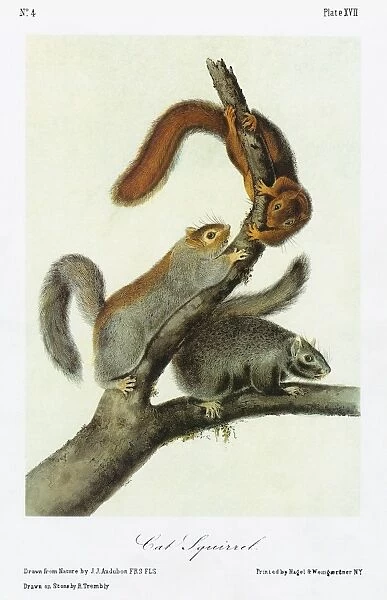 AUDUBON: SQUIRREL. Delmarva fox squirrel, or cat squirrel (Sciurus niger cinereus)