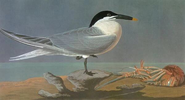 AUDUBON: TERN. Sandwich Tern (Thalasseus sandvicensis, or Sterna sandvicensis)