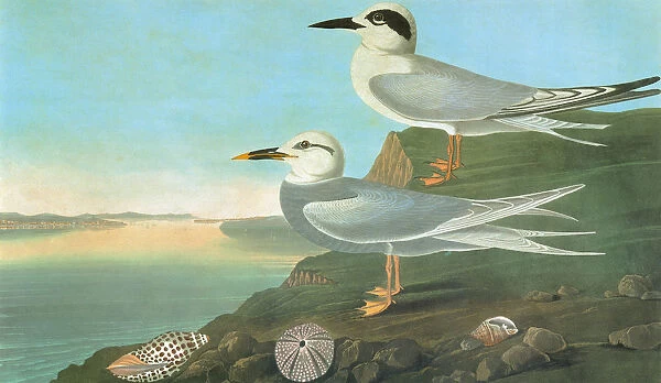 AUDUBON: TERNS. Forsters Tern (Sterna forsteri), top, and Snowy-crowned, or Trudeau s
