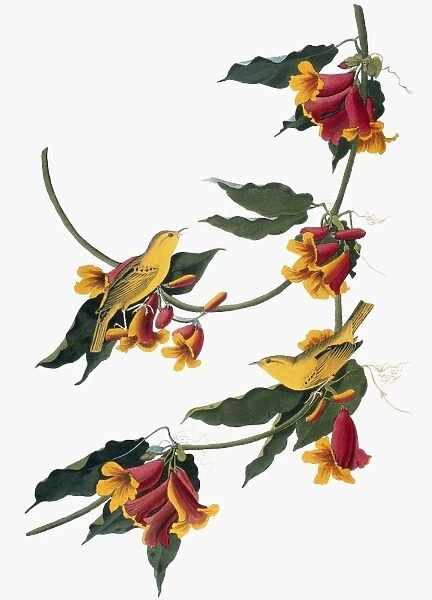 AUDUBON: VIREO, 1827-38. Yellow-throated Vireo (Vireo flavifrons) by John James Audubon for his Birds of America, 1827-1838