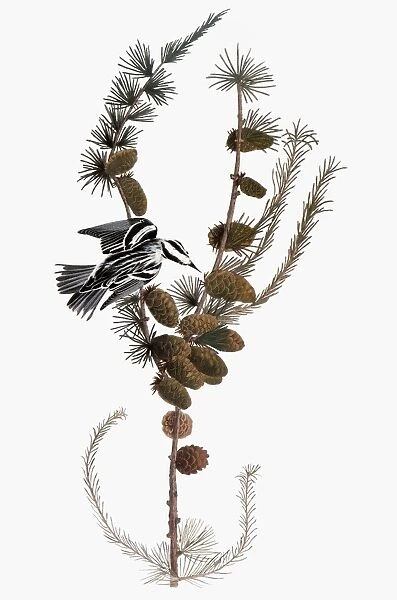 AUDUBON: WARBLER, 1827-38. Black-and-white Warbler (Mniotilta varia) by John James Audubon for his Birds of America, 1827-38