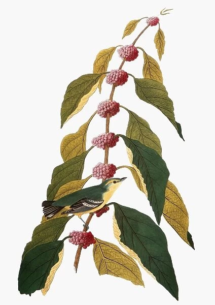 AUDUBON: WARBLER. Cerulean warbler (Dendroica cerulea), from John James Audubons The Birds of America, 1827-1838