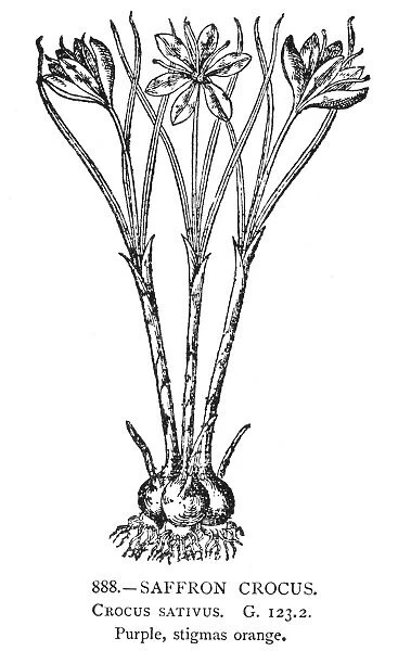 AUTUMN CROCUS. Colchicum Autumnale. Line engraving