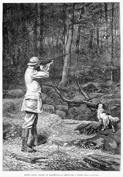 BIRD SHOOTING, 1881. Ruffed Grouse Shooting in Pennsylvania - a Chance for a Double. Wood engraving, 1881, after Arthur Burdett Frost