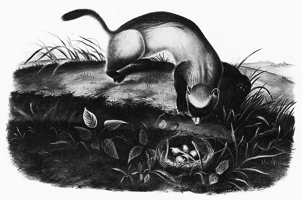 BLACK-FOOTED FERRET. Lithograph by John Woodhouse Audubon, 1846