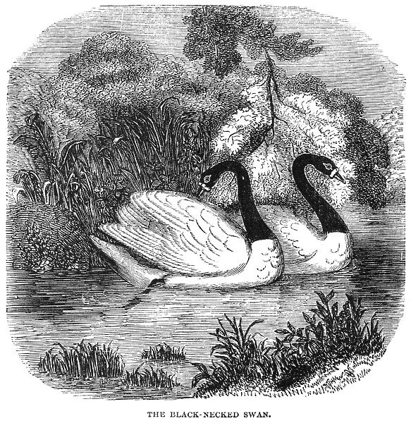 BLACK-NECKED SWAN. The Black-necked swan of South America. Wood engraving, 19th century