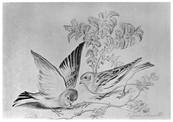 BLACKBURN: BIRDS, 1895. Snow bunting. Illustration by Jemima Blackburn, 1895