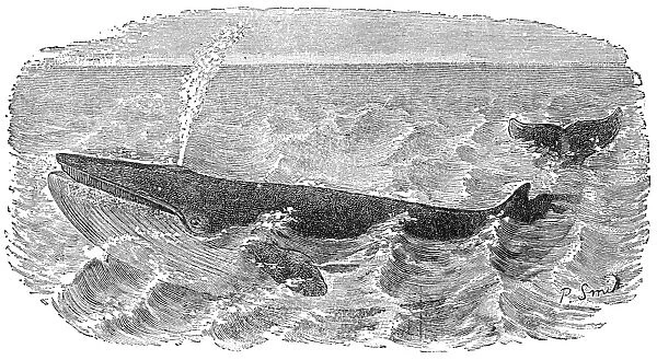 BLUE WHALE. Sibbalds fin whale, or blue whale. Line engraving, 19th century