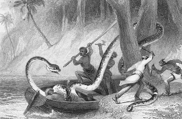 BOA CONSTRICTOR ATTACK. Indian sailors rescue a crew member from being crushed to death by a boa constrictor while moored in a creek near the mouth of the Ganges River. Steel engraving, English, 1843, after a painting by William Daniell (1769-1837)