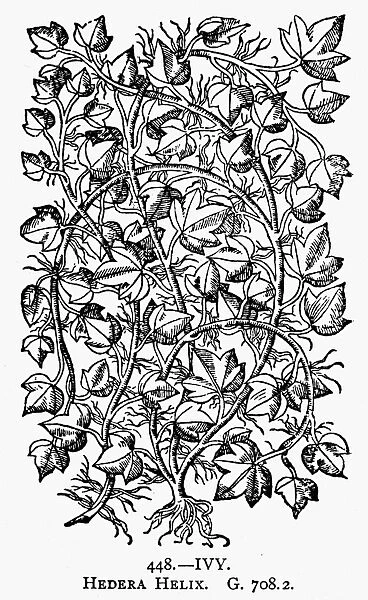 BOTANY: IVY, 1597. Hedera helix. Woodcut