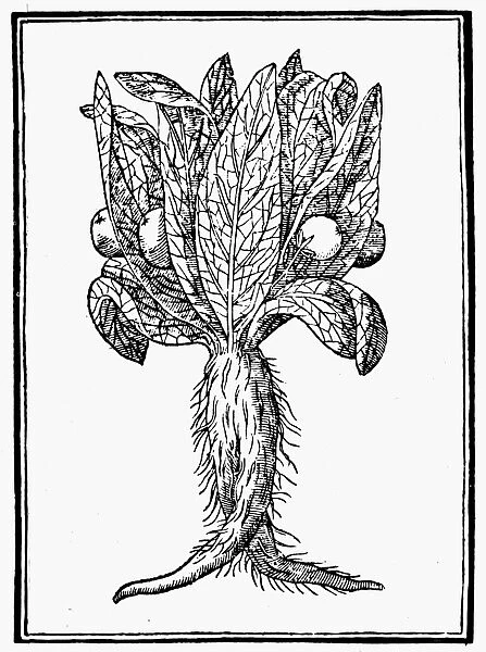 BOTANY: MALE MANDRAKE. Woodcut from Pietro Andrea Mattiolis Commentaires, Lyons