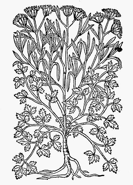 BOTANY: PARSLEY ROOT. Carum Petroselinum. Woodcut, 16th century