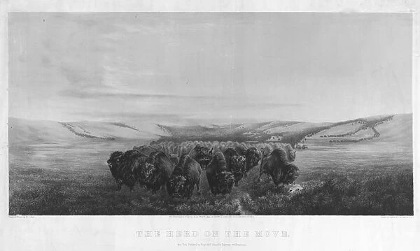 BUFFALO HERD, 1862. The Buffalo Herd on the Move