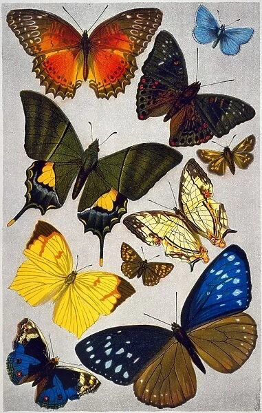 BUTTERFLIES, 19th CENTURY. Butterflies (clockwise from top left, orange scallop wing; common blue; mango admiral; silver-studded skipper; sooty-veined porcelain; Duke of Burgundy; Harriss snowflake; Swinhoes tortise-shell; royal swallowtail). American lithograph, 19th century
