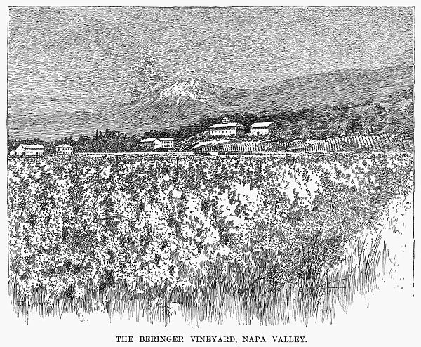 CALIFORNIA: VINEYARD, 1889. The Beringer Vineyards in Napa Valley, California. Wood engraving, American, 1889
